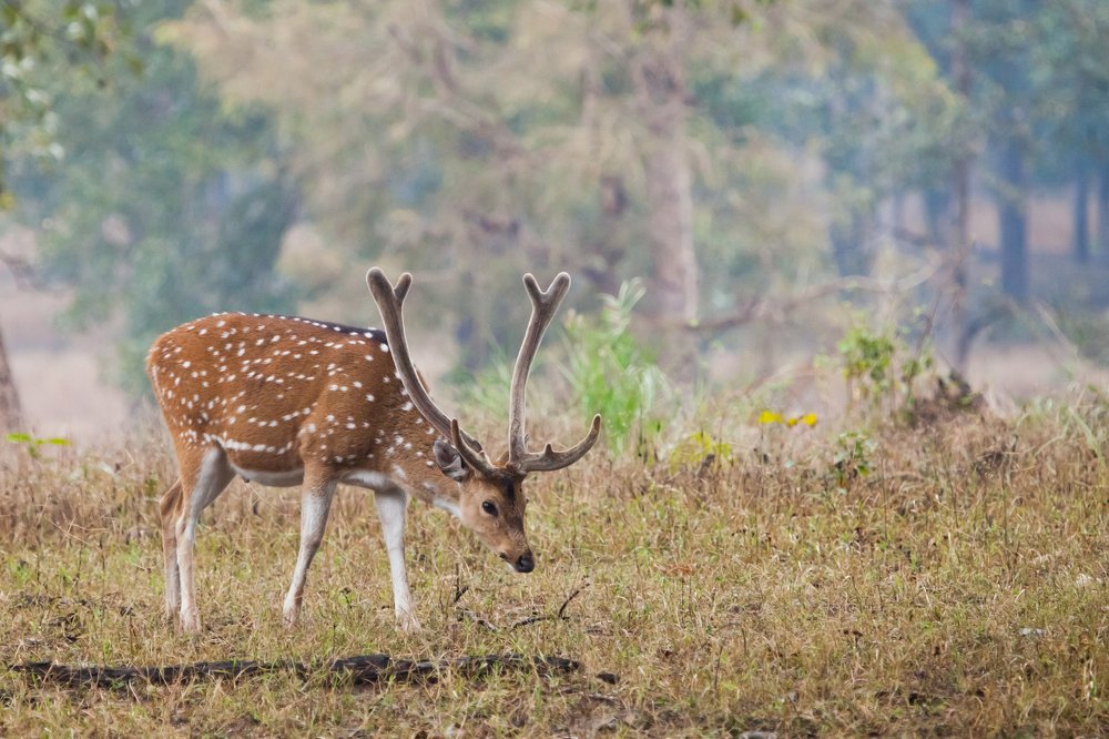 Олень в утреннем лесу.