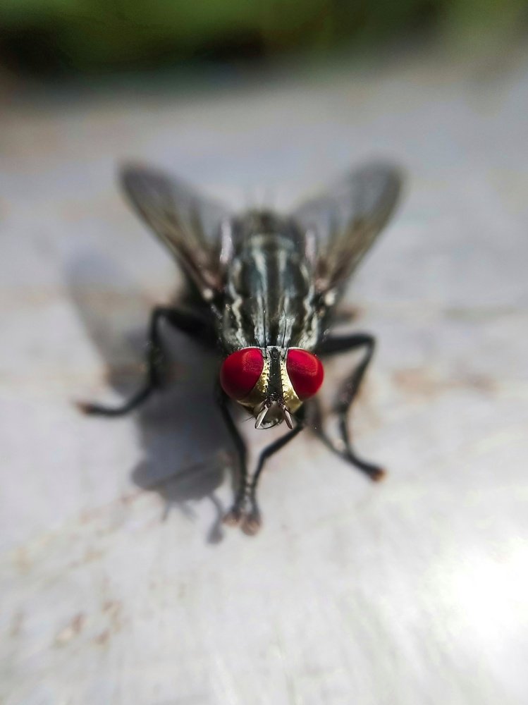 housefly