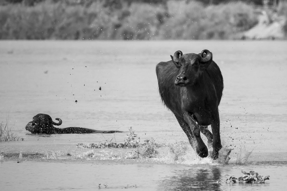 Photograph by Pratyayee Dutta