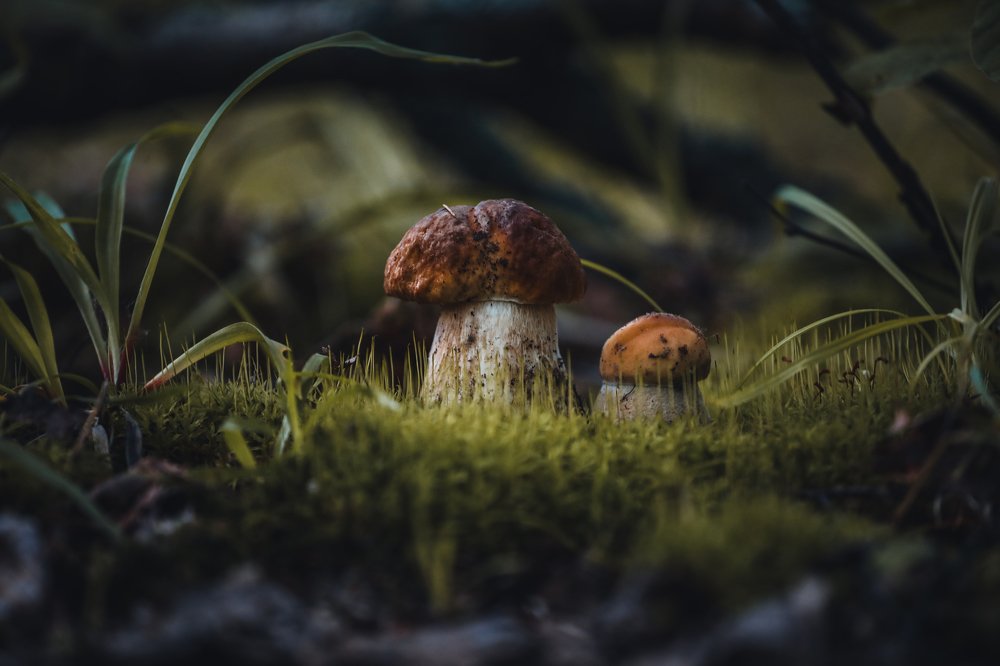 Photograph by Светлана Воскресенская