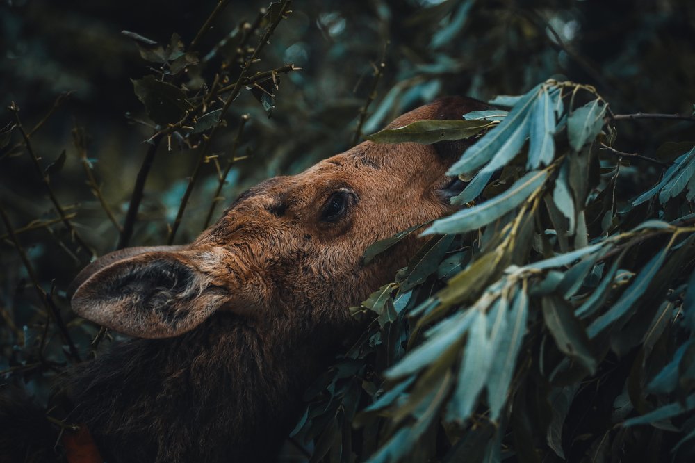 Photograph by Светлана Воскресенская