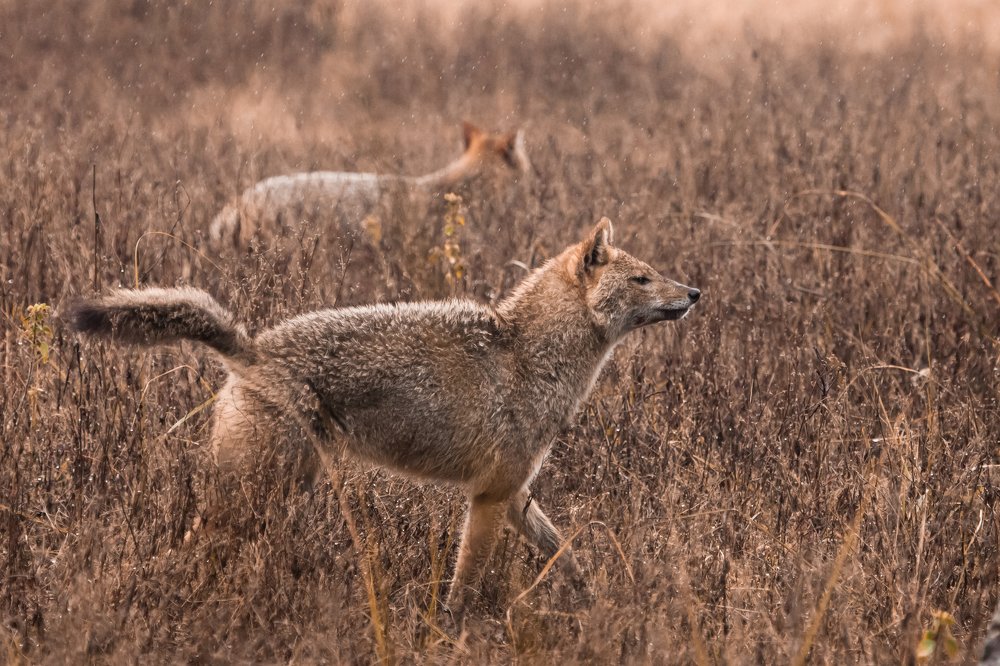 Бодрый мокрый шакал