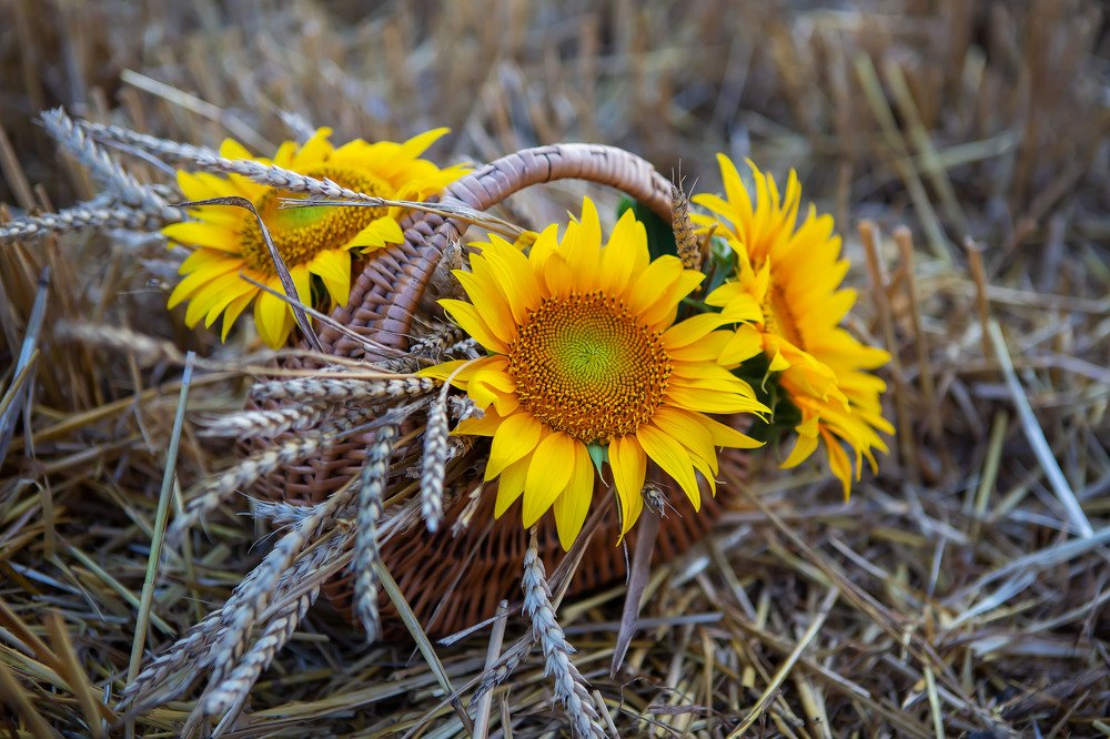 Photograph by Анастасия Казанцева