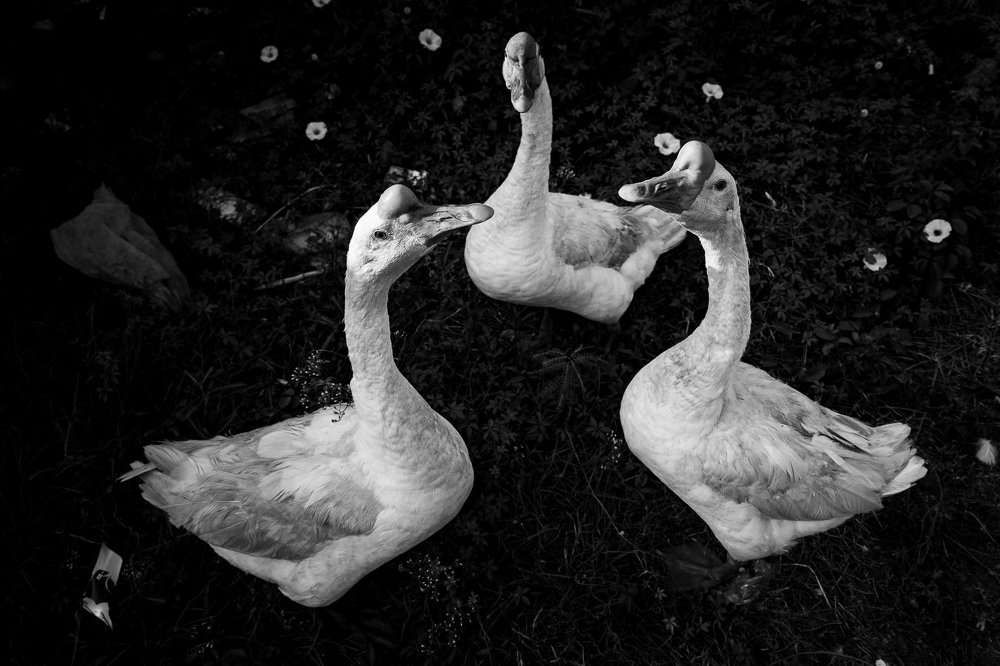 Photograph by Ping Ping Choo