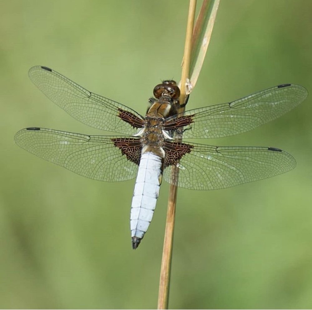 Попрыгунья-стрекоза
