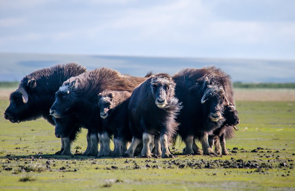 Photograph by Александр Кривошапкин