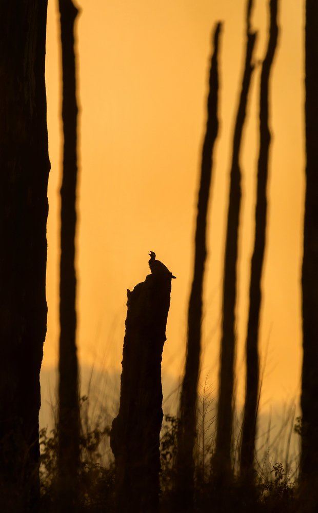 Black froncolin calling