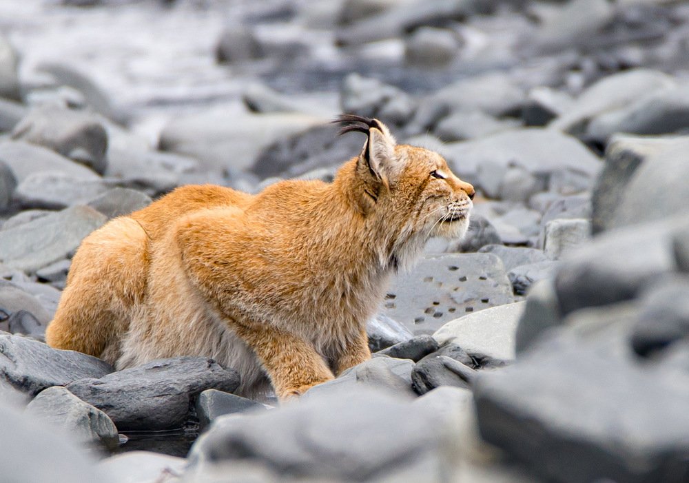 Photograph by Александр Кривошапкин