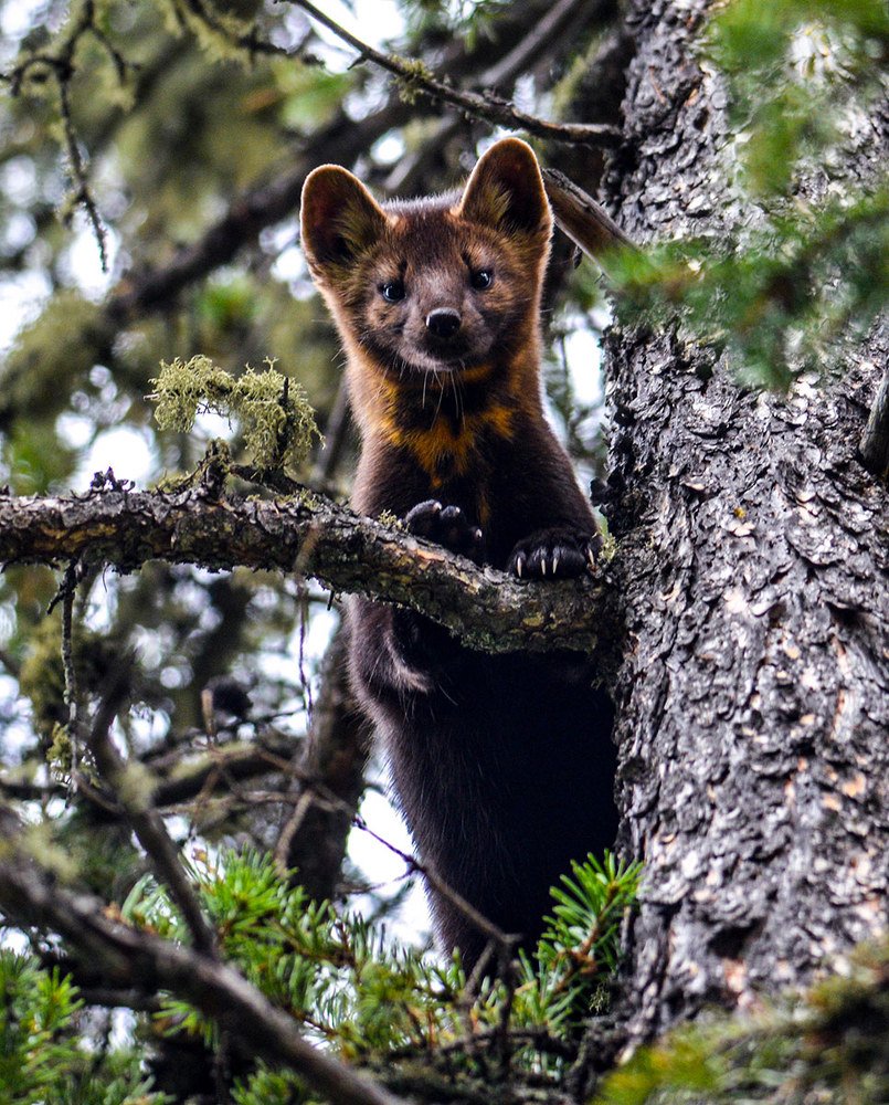 Photograph by Александр Кривошапкин