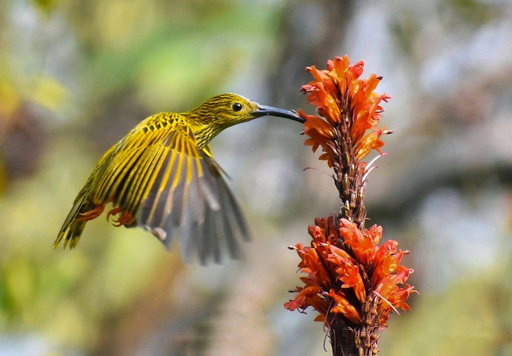 Eating honey while flying,.