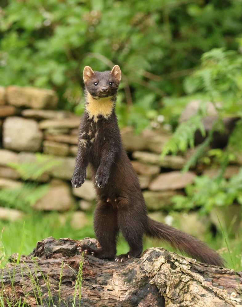 Pine marten