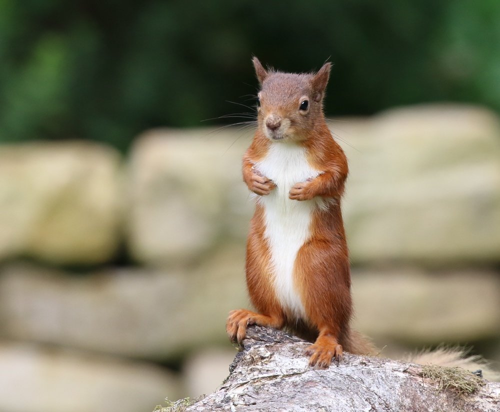 Red squirrel