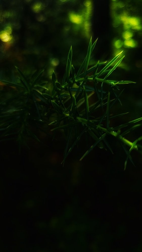 Photograph by Виктор Литошик