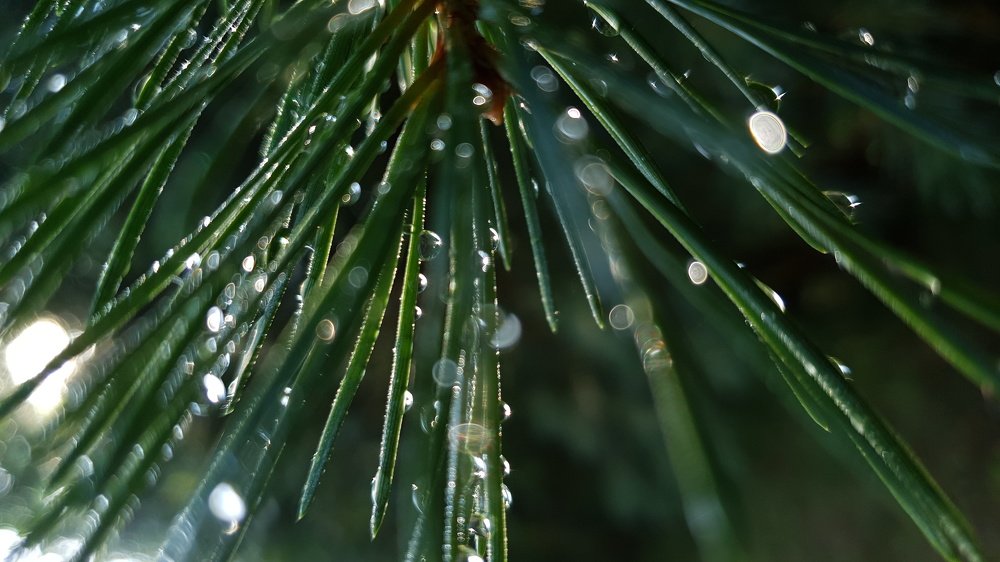 Photograph by Виктор Литошик