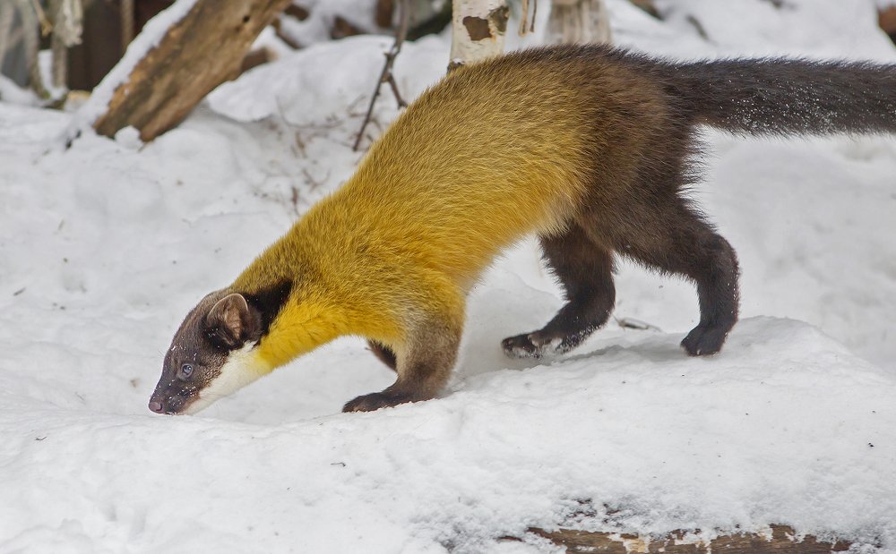 Photograph by Савина Галина