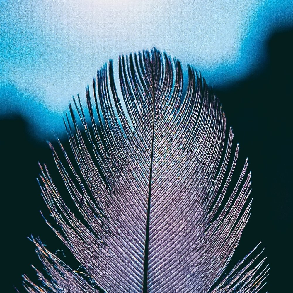 The Feather
