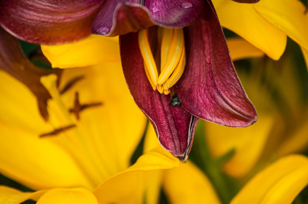 Игра цветов (2)