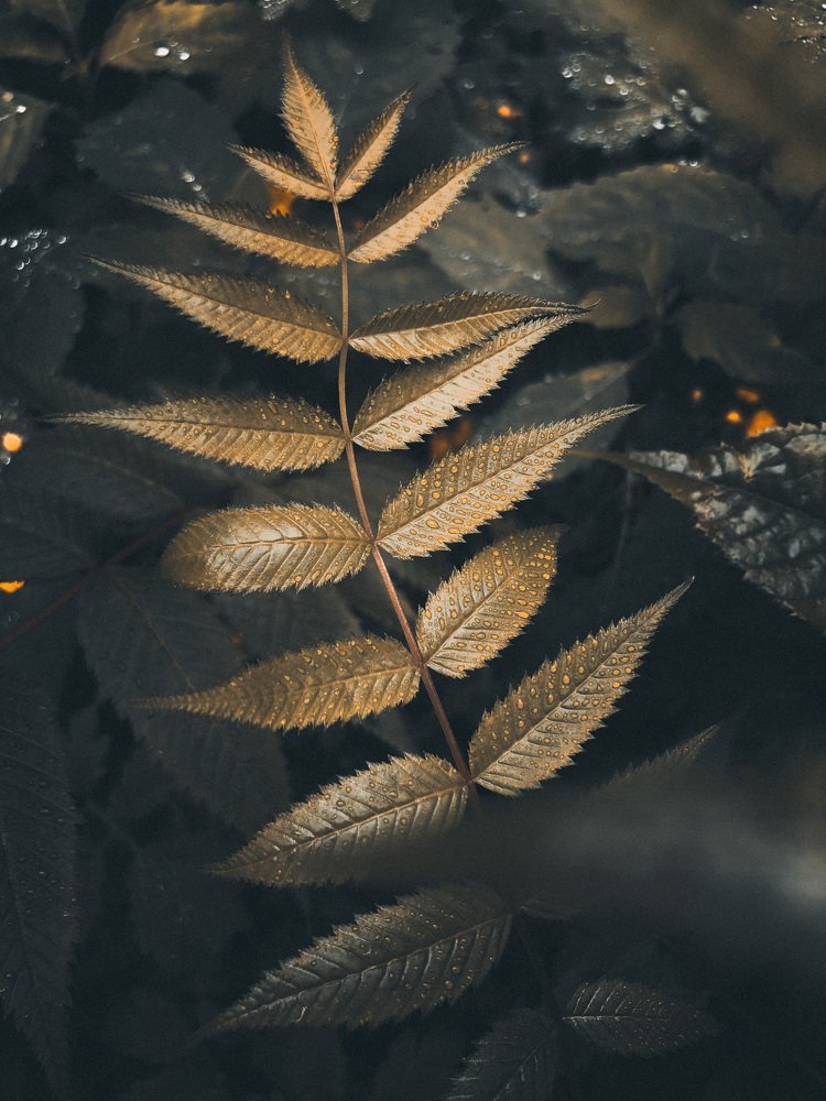 После дождя