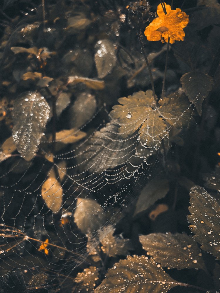 Photograph by Александра Шампорова