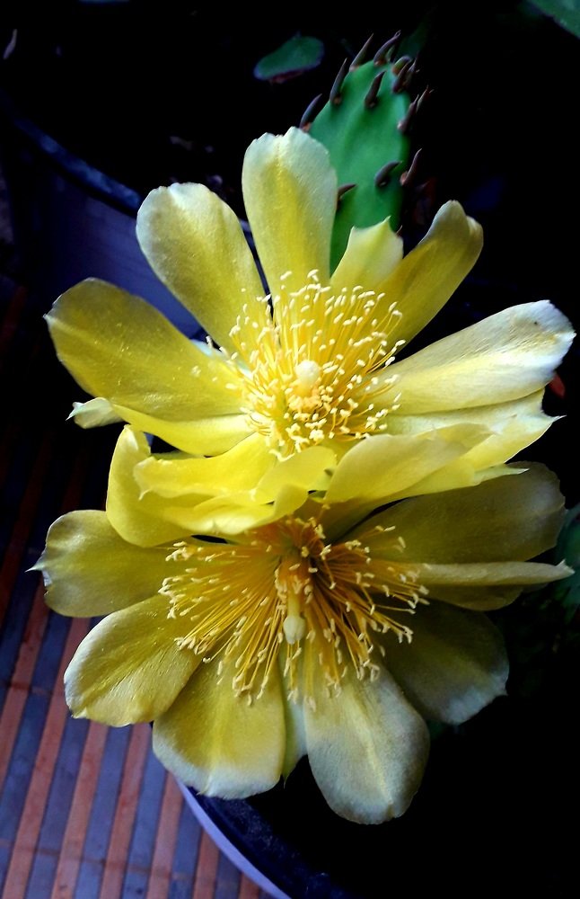 Yellow cactus flower