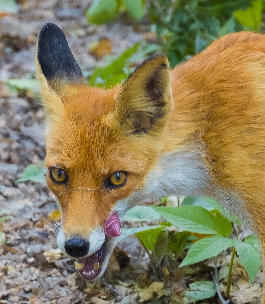 Приятного аппетита