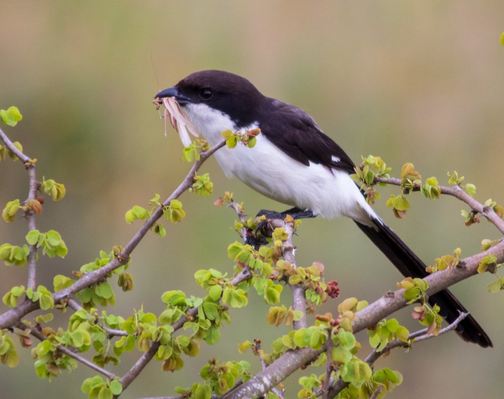 Photograph by Romi Haria