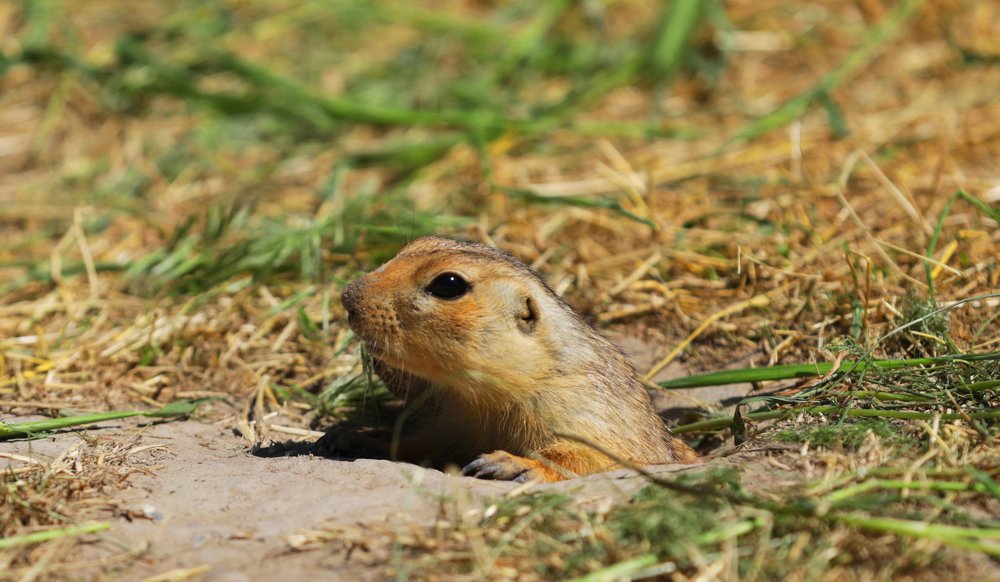 Photograph by Алтынбек Қартабай