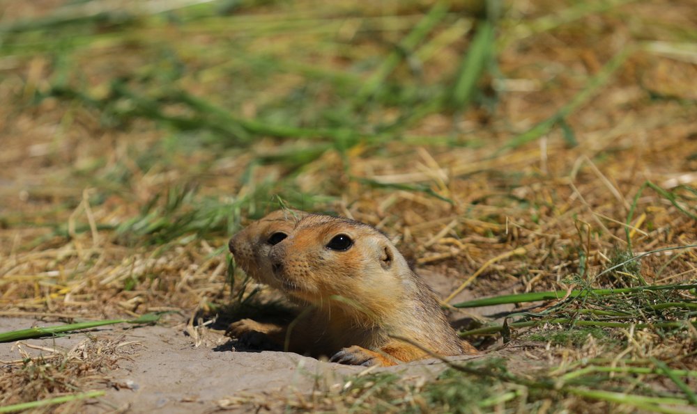 Photograph by Алтынбек Қартабай