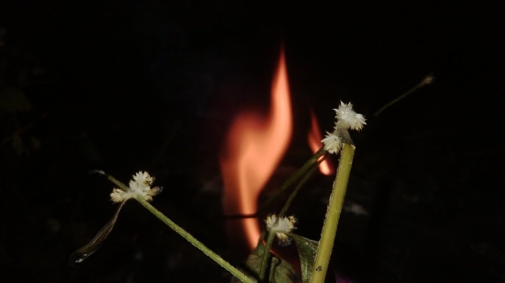 Fire Finger