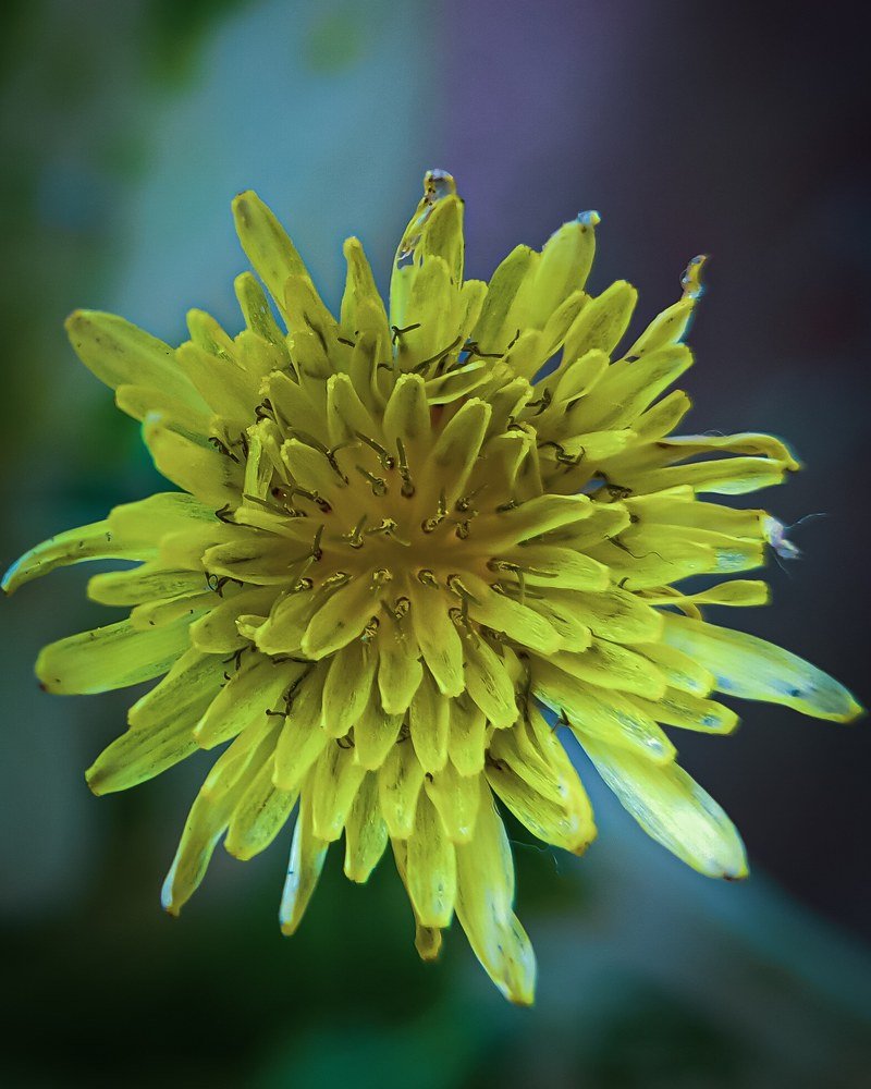 Macro Details Of The Agoseris