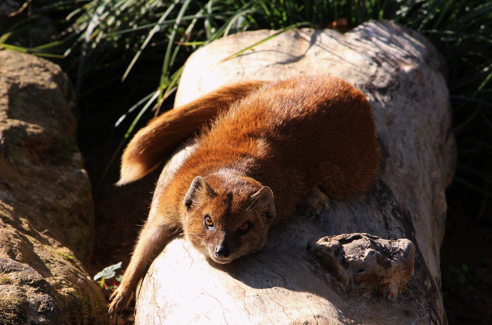 Рыжий на отдыхе.