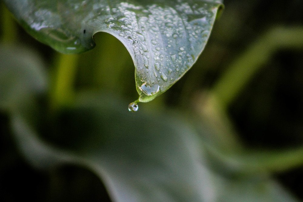 Photograph by Charlene Gallant