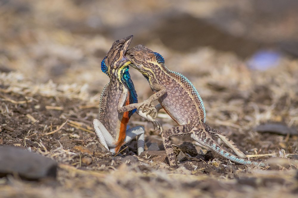 Clash of the Dragons