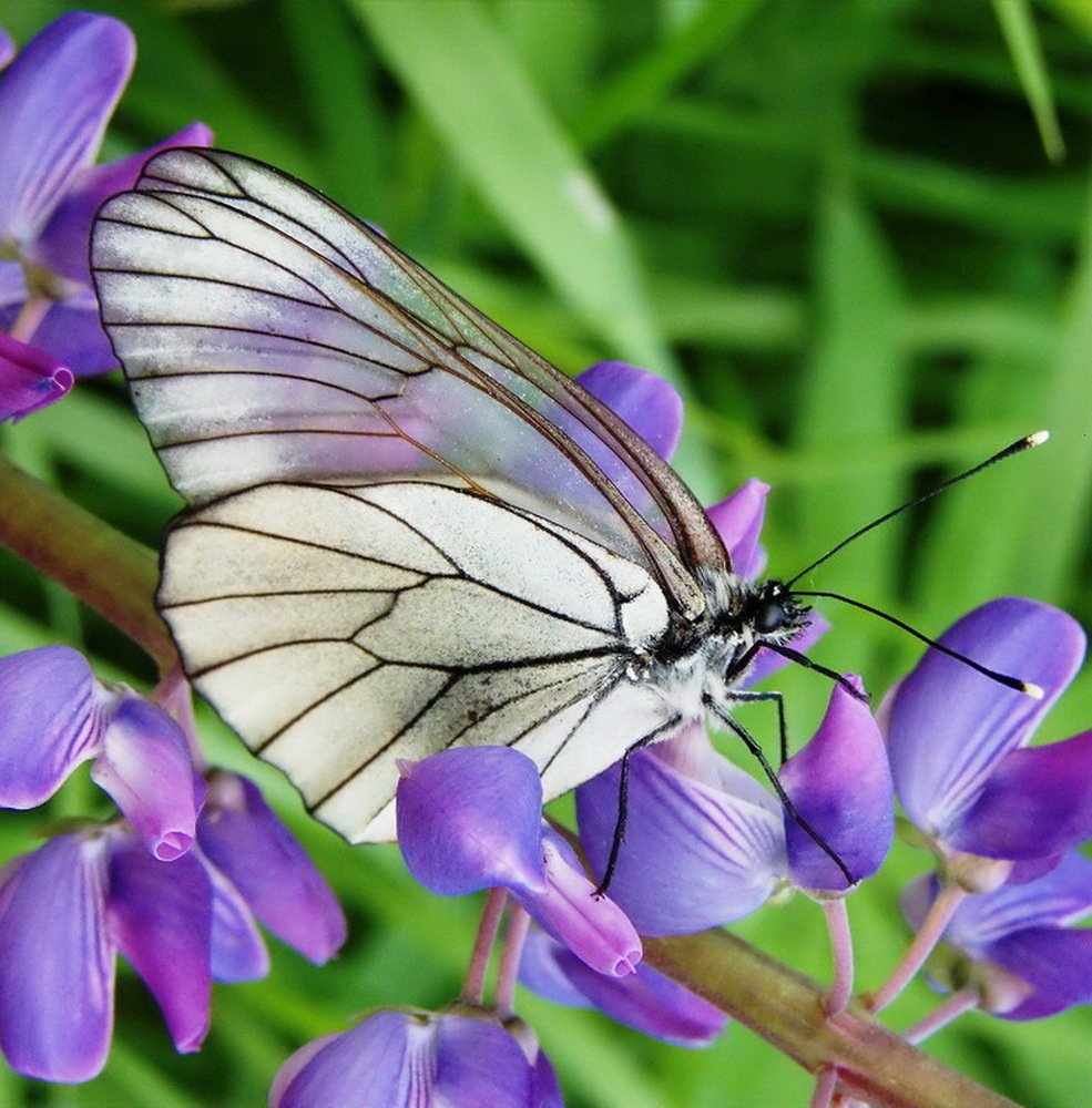 Витражная...