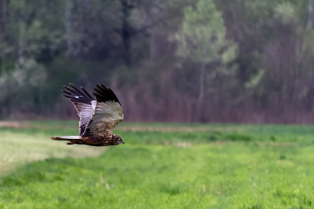 Marsh Harrier