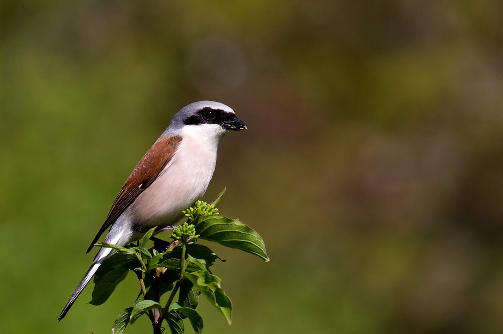 Red-backed Shrike