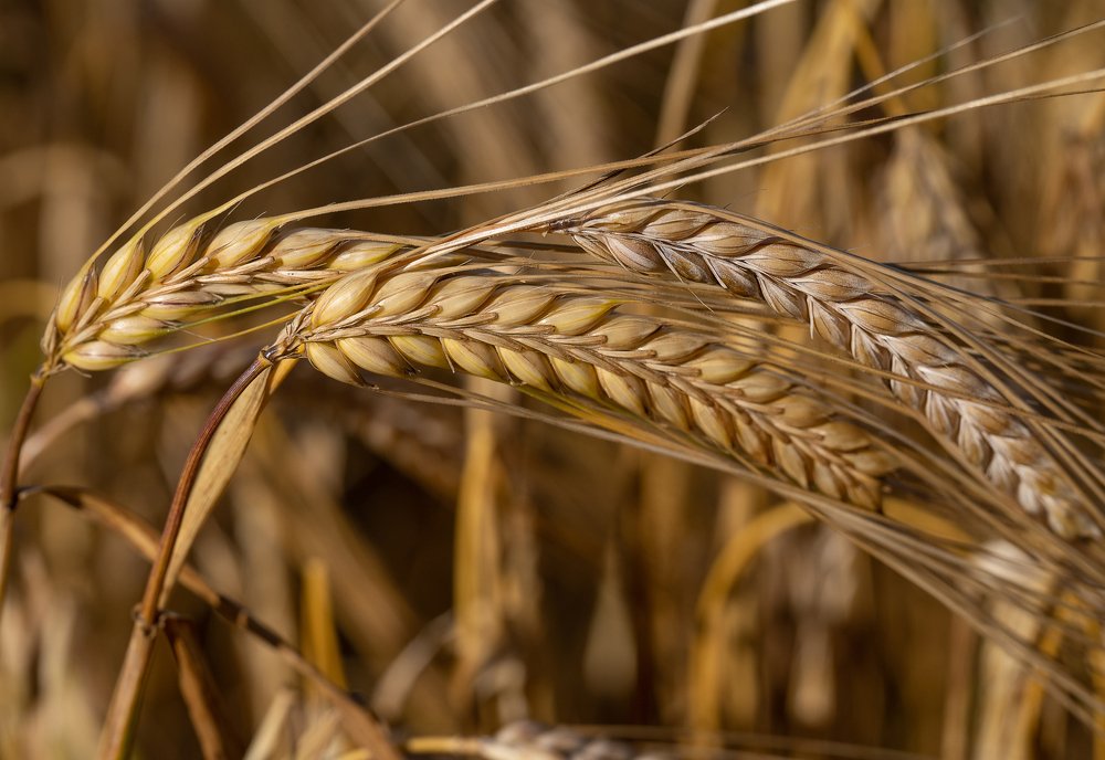 Photograph by Альберт Жильцов