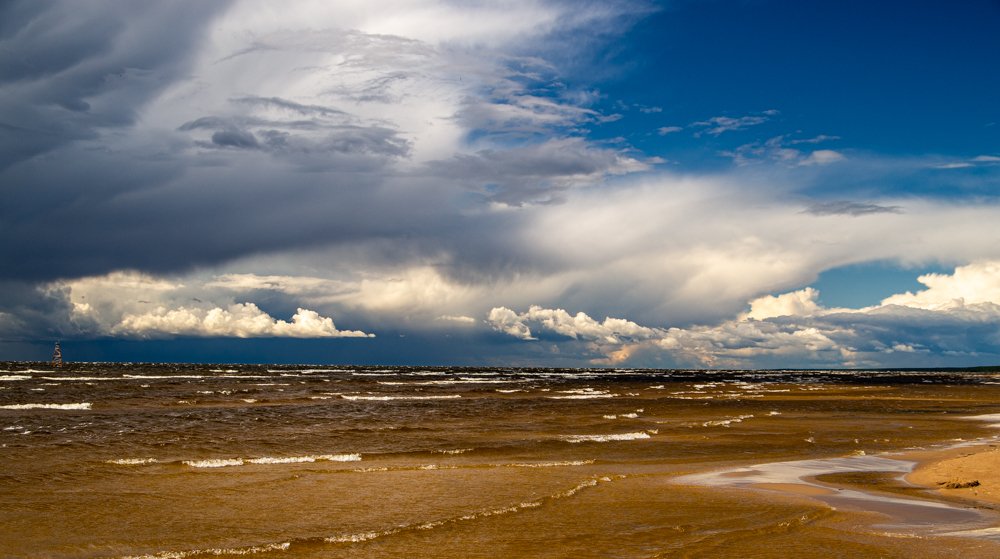 Белокрылые лошадки