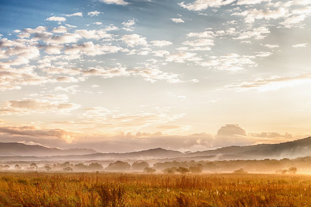 Утро в полях