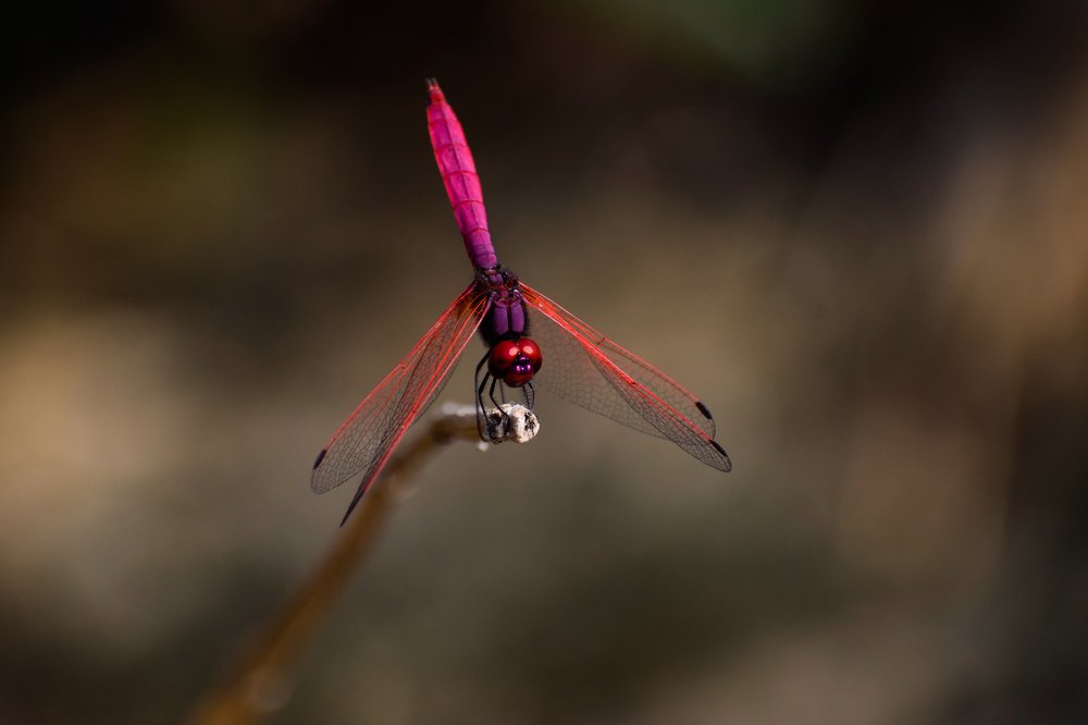 RED VIENED DARTER DRAGONFLY