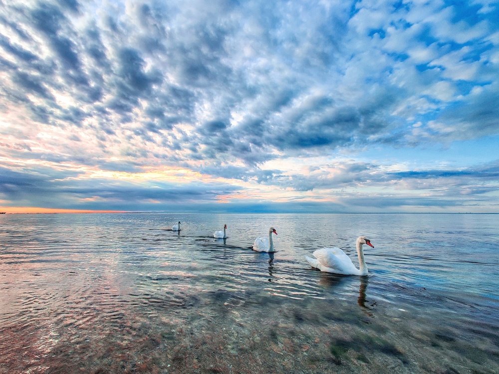 Социальная дистанция