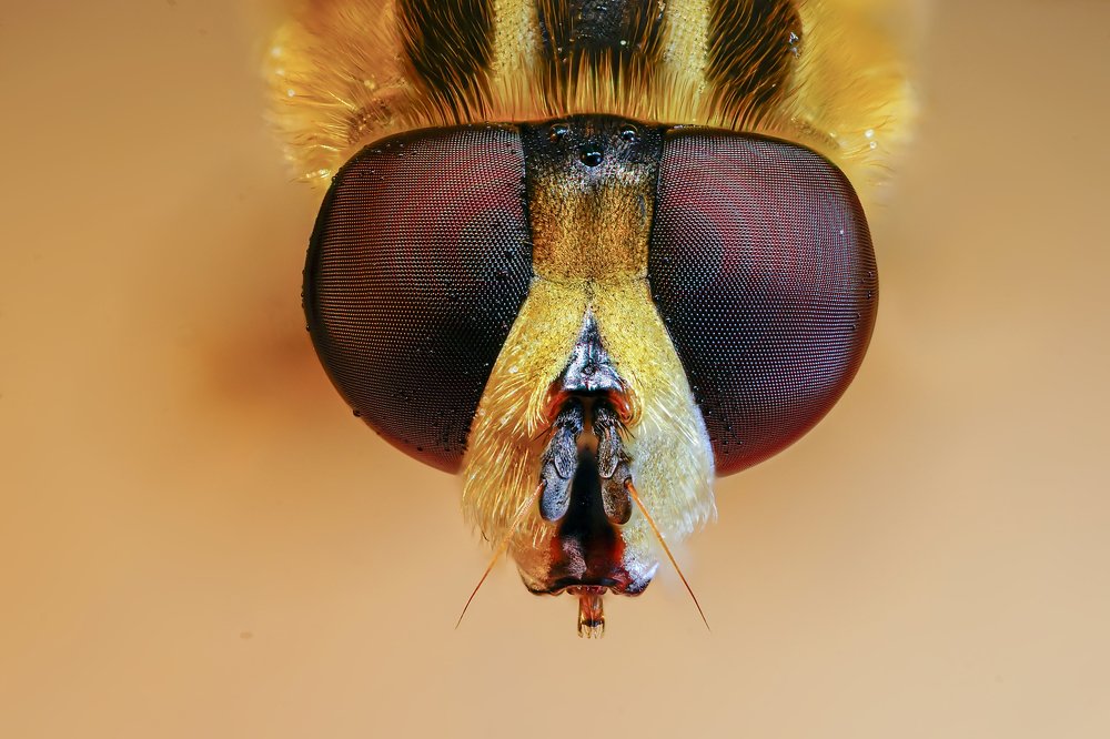 Photograph by Сергей Прокофьев