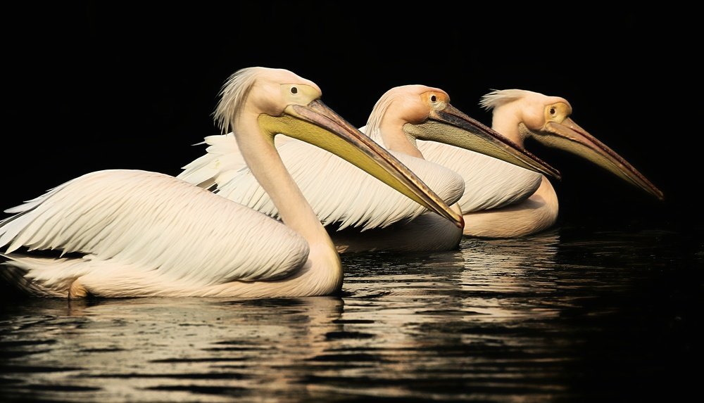 Great Pelicans