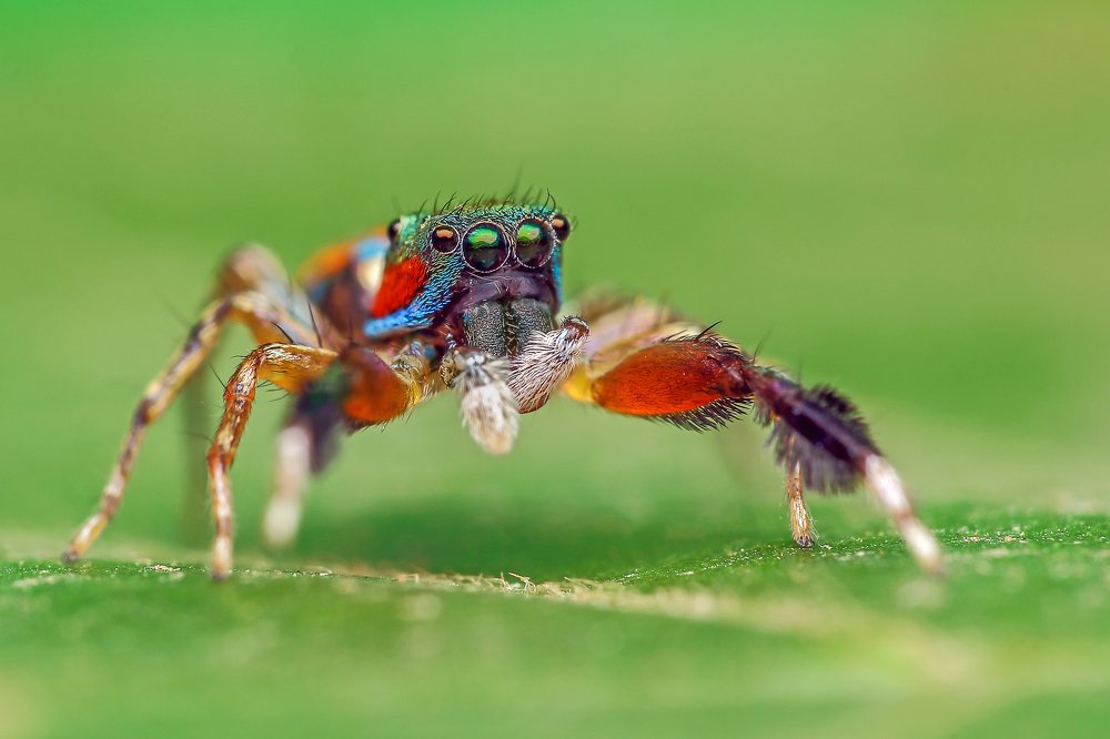 Photograph by Arindam Saha