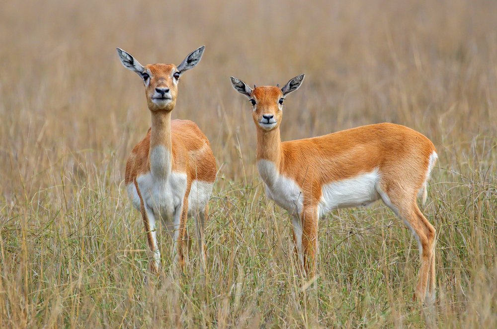 Photograph by Arindam Saha