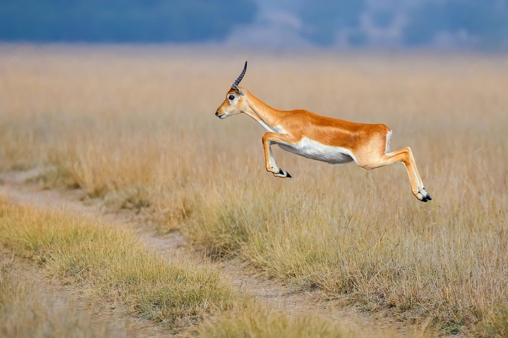 Photograph by Arindam Saha