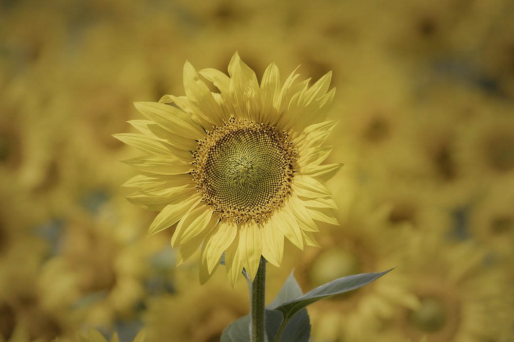 Photograph by Армен Майтесян