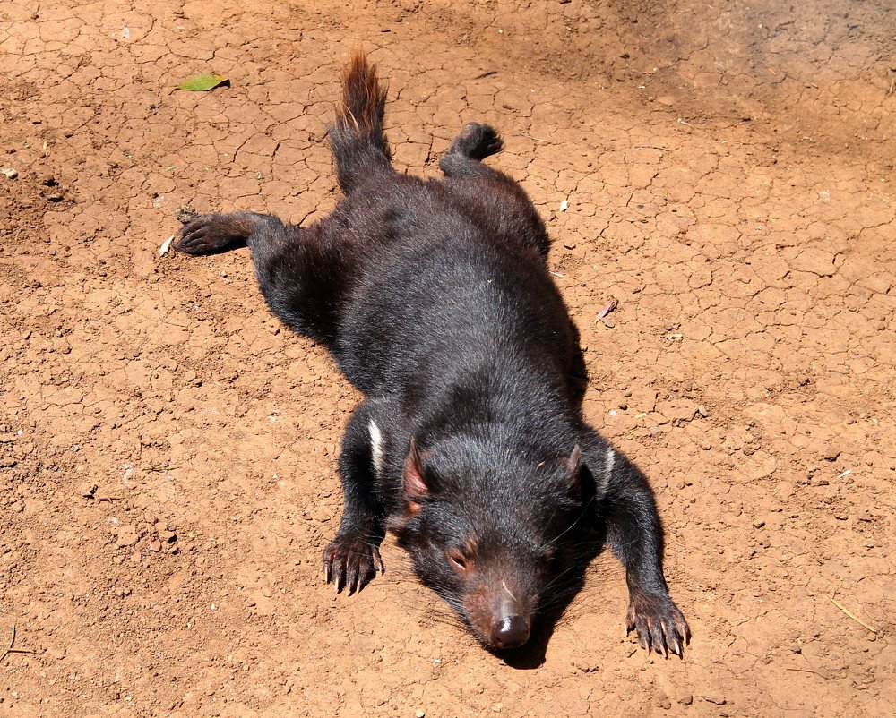 cute with sharp teeth. Tasmanian devil