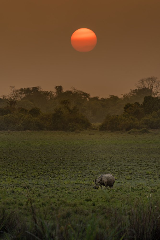 Sunset in wildlife