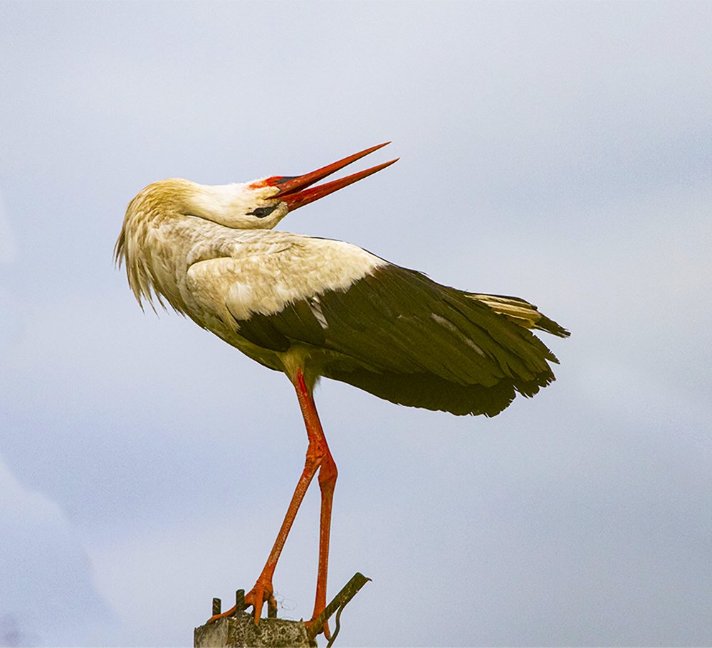 Песня белого аиста